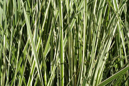 Calamagrostis acuti. 'Avalanche' Reed Grass