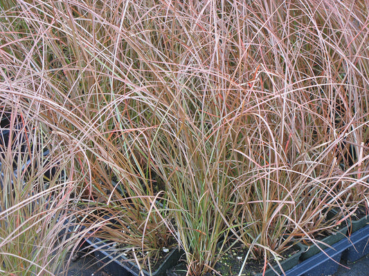 Cappuccino Sedge