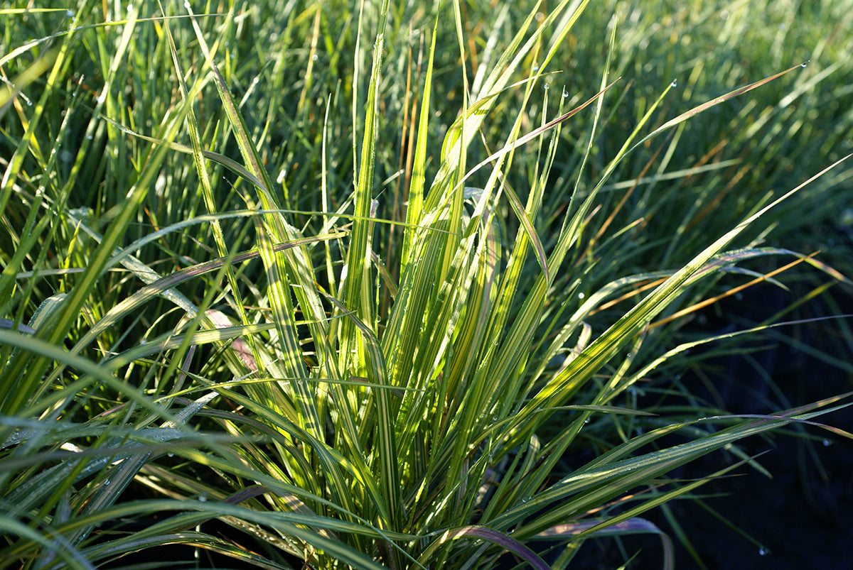 Calamagrostis acuti. 'Eldorado' Reed Grass