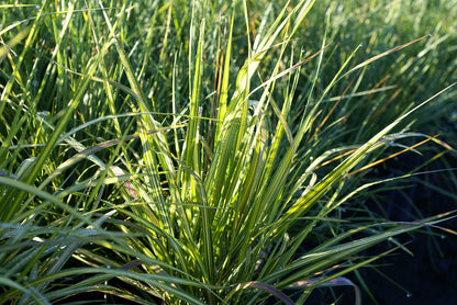 Calamagrostis acuti. 'Eldorado' Reed Grass