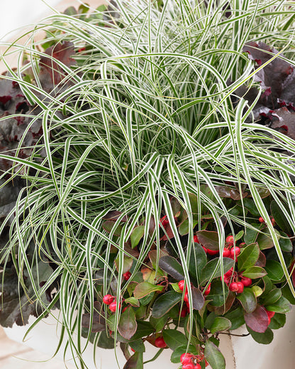 EverColor® Everest Variegated Sedge