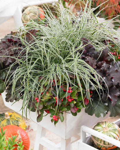 EverColor® Everest Variegated Sedge