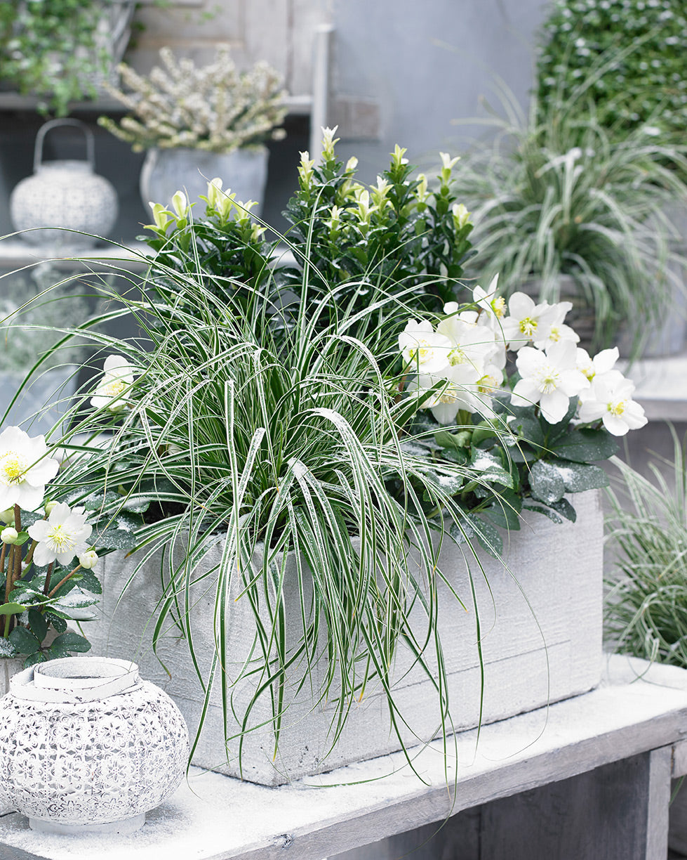 EverColor® Everest Variegated Sedge