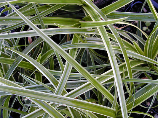 Carex morrowii 'Ice Dance' Japanese Sedge