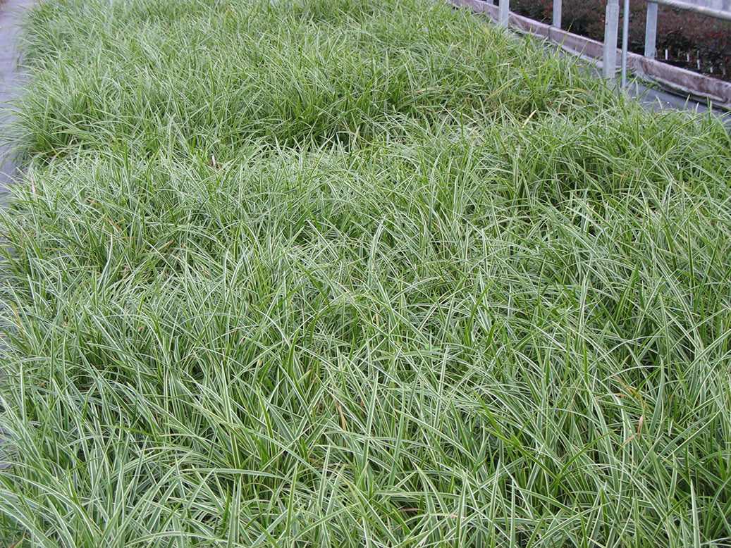 Carex morrowii 'Ice Dance' Japanese Sedge