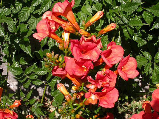 Indian Summer® Trumpet Vine