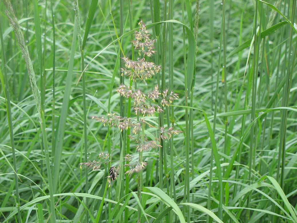 Calamagrostis acuti. 'Karl Foerster' Feather Reed Grass