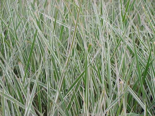 Calamagrostis acuti. 'Overdam' Variegated Reed Grass