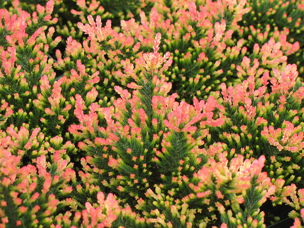 Calluna 'Red Fred' Heather