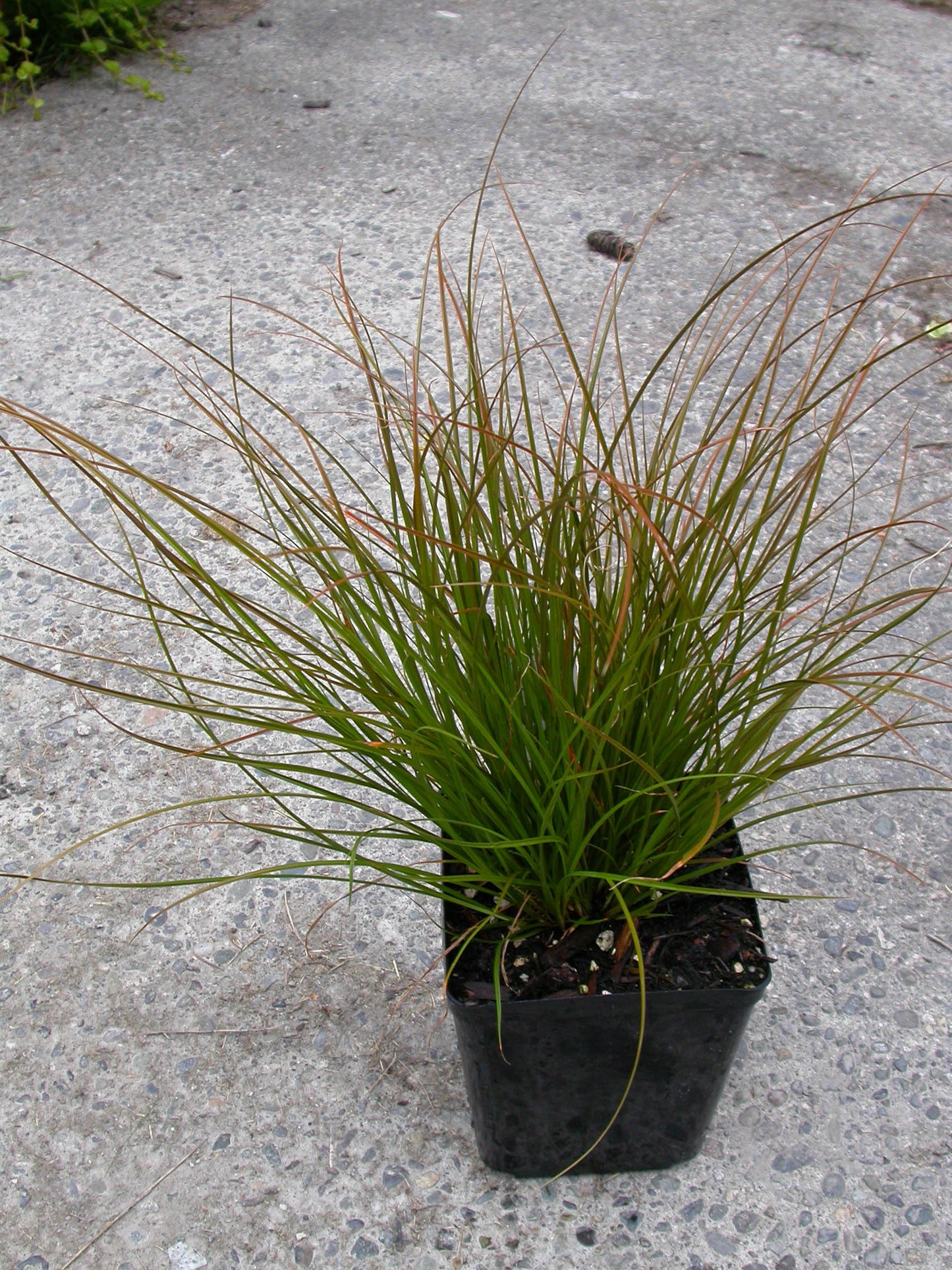 Carex testacea Orange New Zealand Sedge