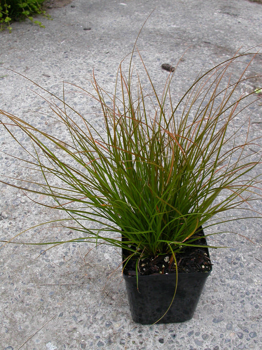 Carex testacea Orange New Zealand Sedge