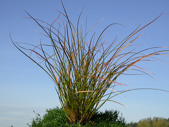 Carex testacea Orange New Zealand Sedge