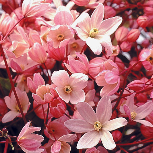 Apple Blossom Clematis