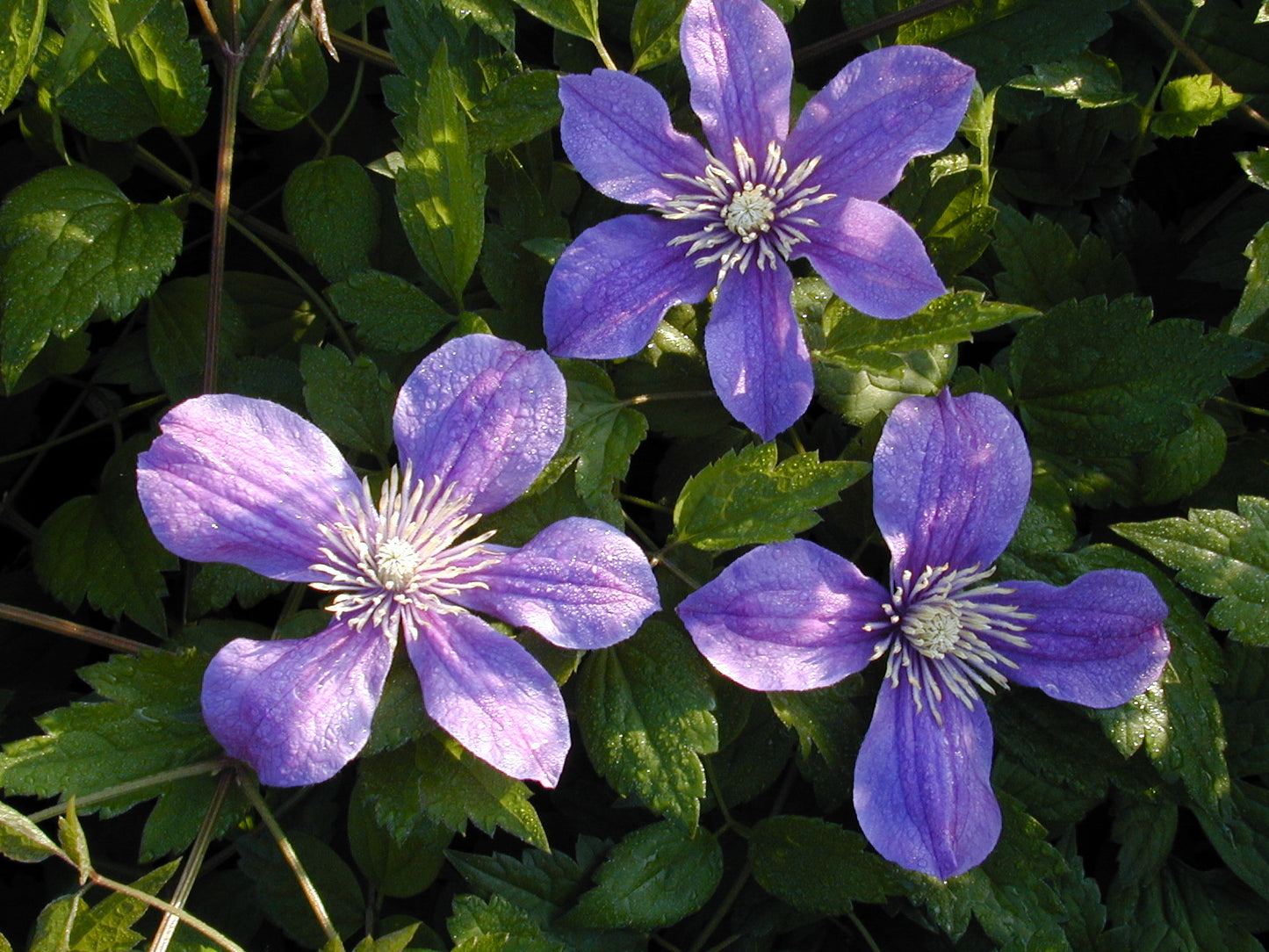 Arabella Clematis