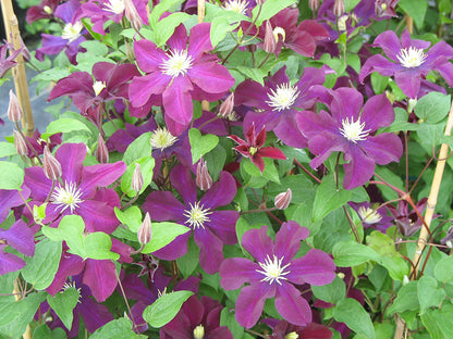 Asao Clematis