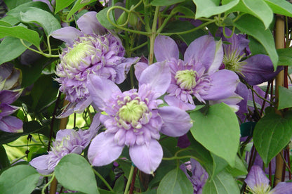 Blue Light® Clematis