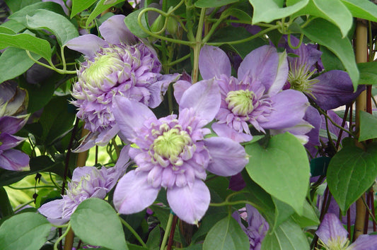 Blue Light® Clematis