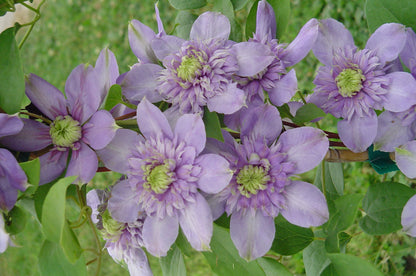 Blue Light® Clematis