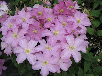 Comtesse De Bouchaud Clematis