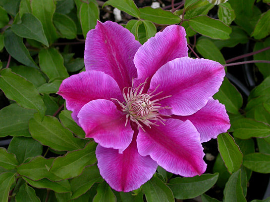 Clematis Raspberry Ruffle Clematis Dr. Ruppel | Bold Pink & Raspberry Blooms for Trellises ...