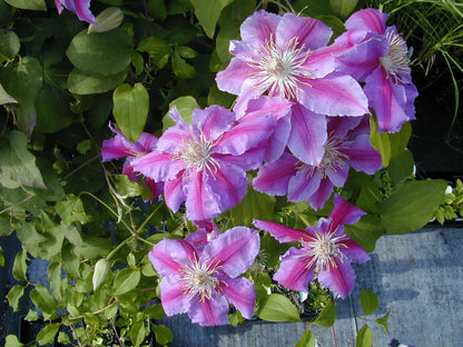 Dr. Ruppel Clematis