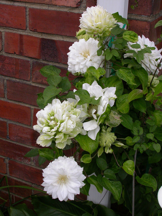 Duchess of Edinburgh Clematis