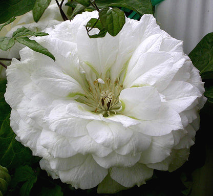 Duchess of Edinburgh Clematis