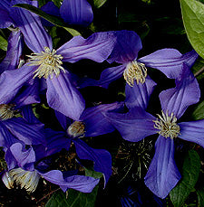 Integrifolia Durandii Clematis