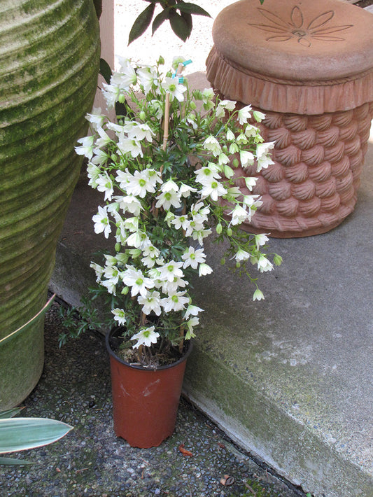 Early Sensation Evergreen Clematis