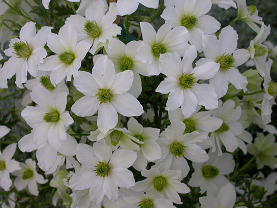 Early Sensation Evergreen Clematis