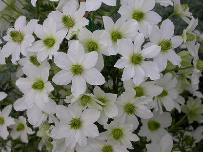 Early Sensation Evergreen Clematis