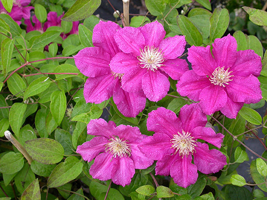 Ernest Markham Clematis