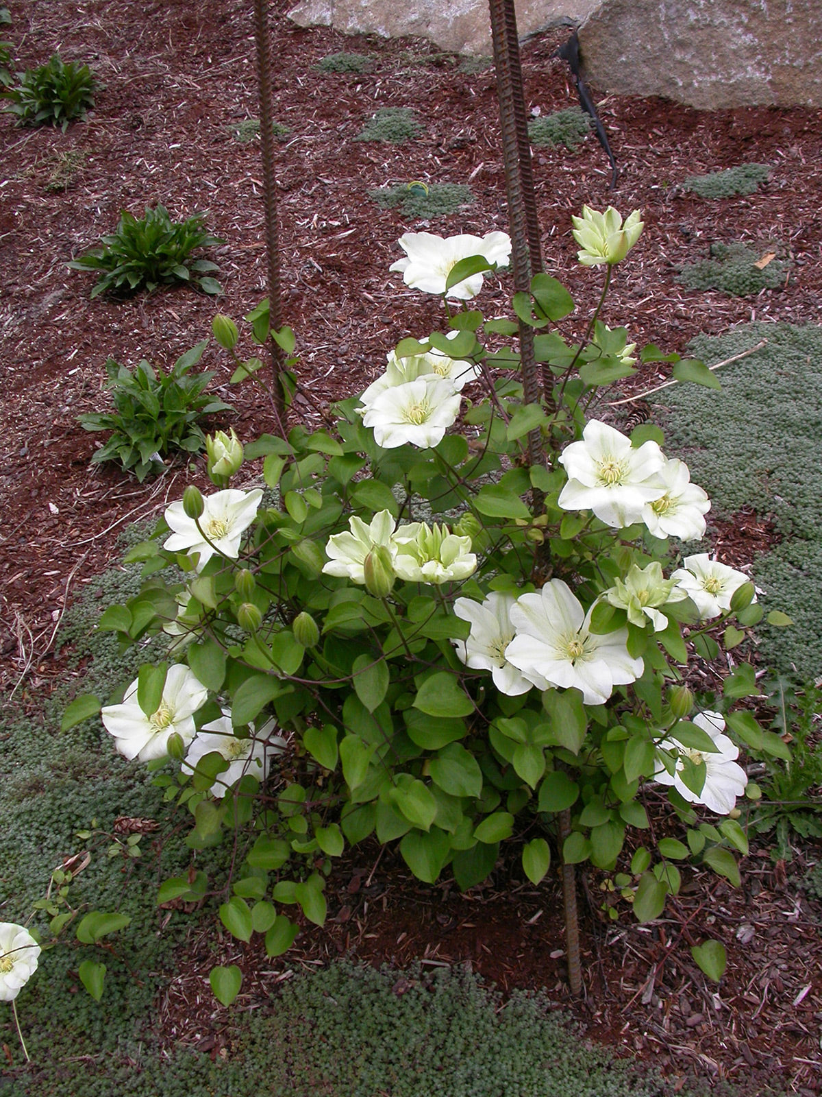 Guernsey Cream Clematis