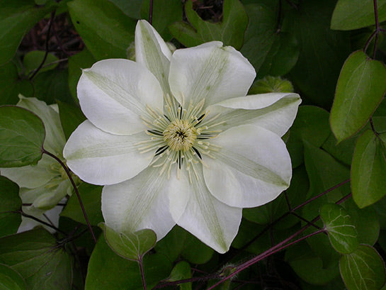 Guernsey Cream Clematis