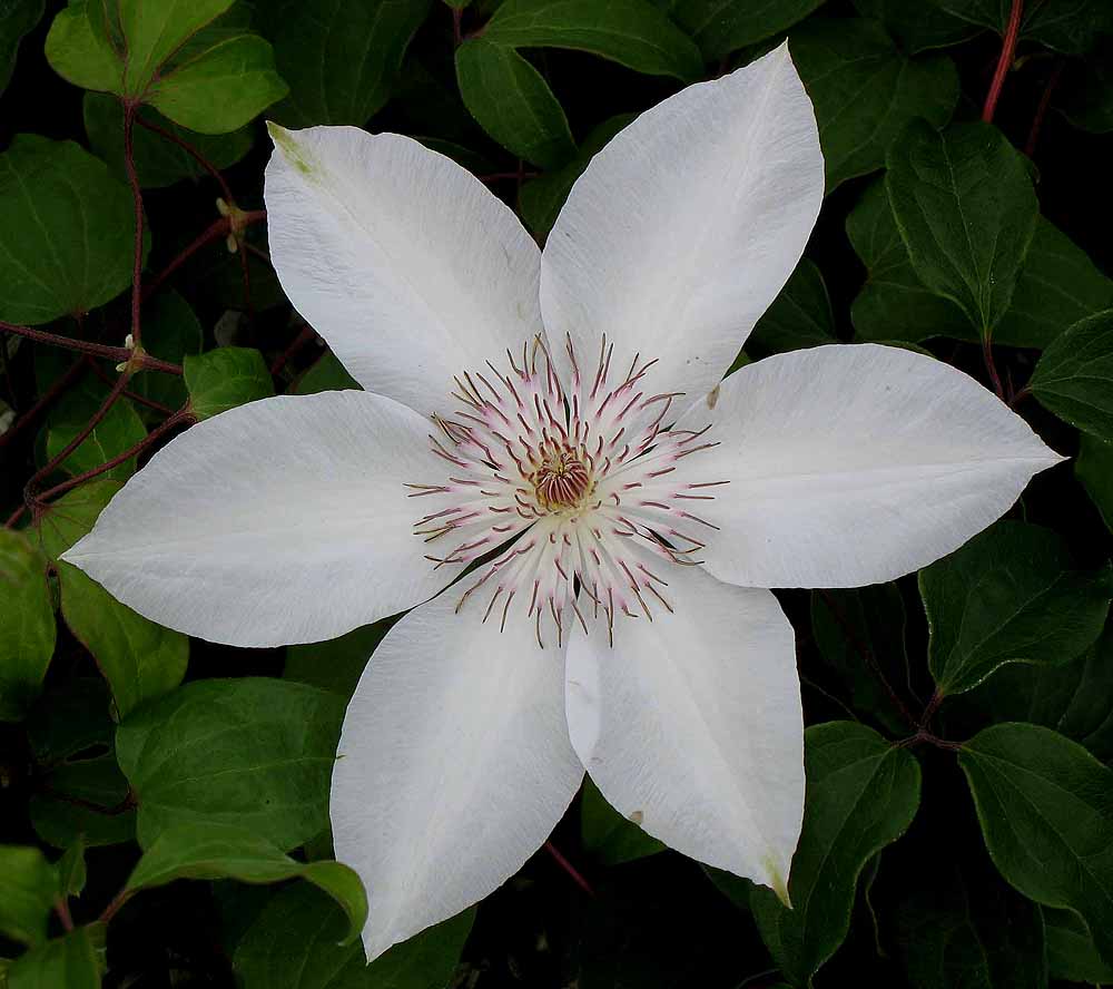 Henryi Clematis