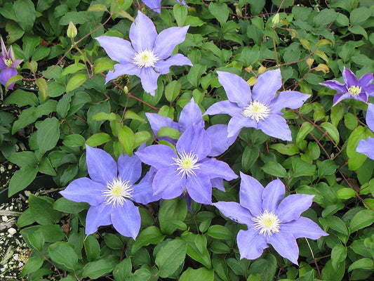 Young Clematis
