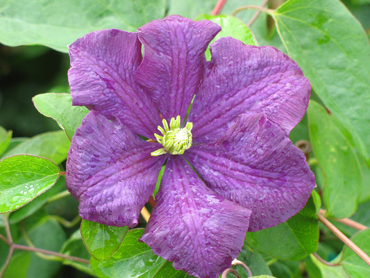 Jackmanii Clematis