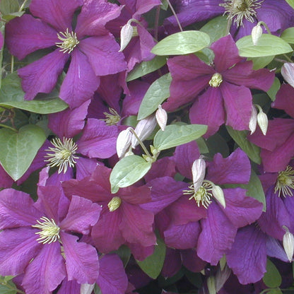 Jackmanii Clematis