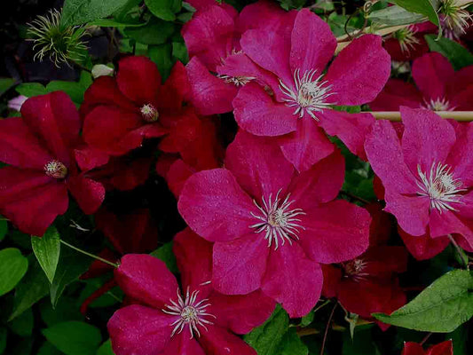 Kardynal Wyszynski Clematis