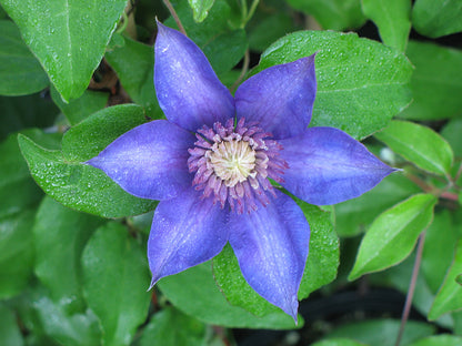 Multi-Blue Clematis