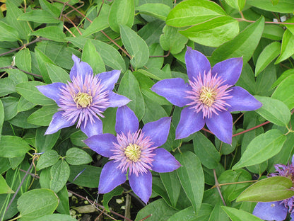 Multi-Blue Clematis