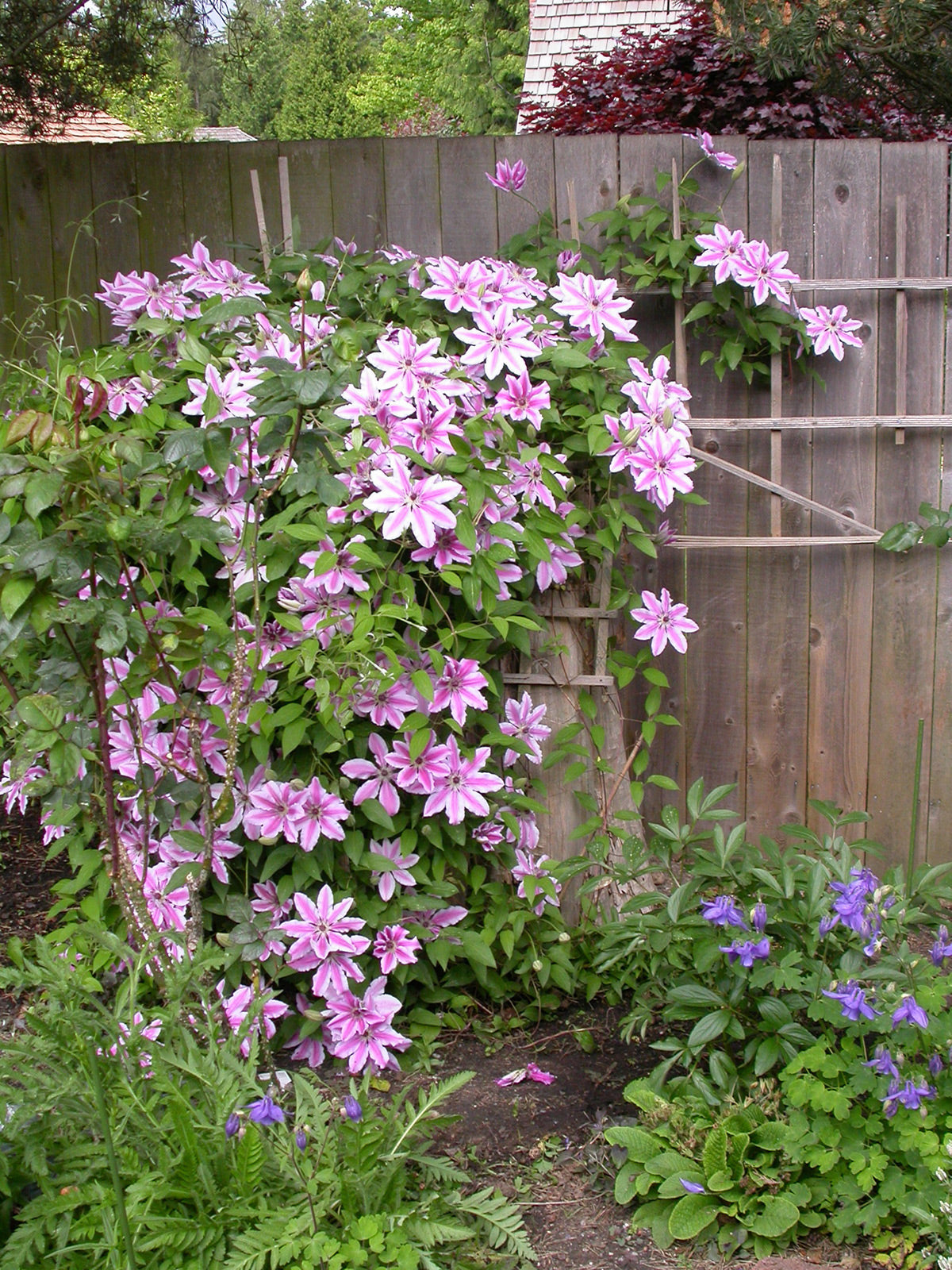 Nelly Moser Clematis