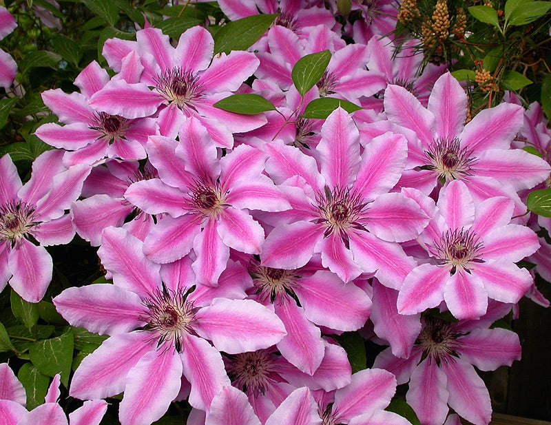 Nelly Moser Clematis