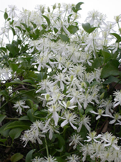 Sweet Autumn Clematis