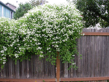 Sweet Autumn Clematis