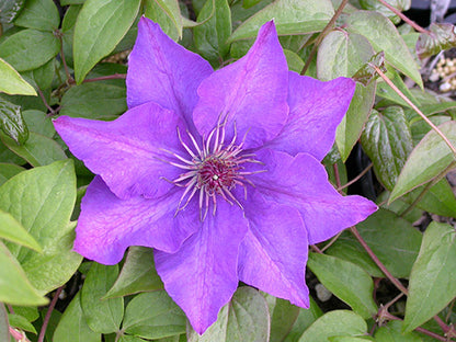 Clematis 'The President'