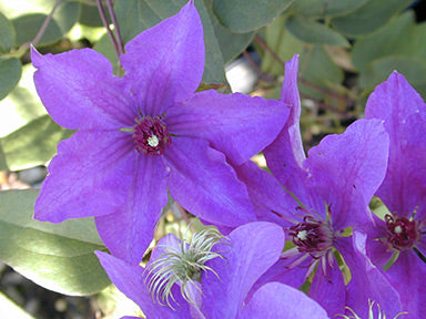 Clematis 'The President'