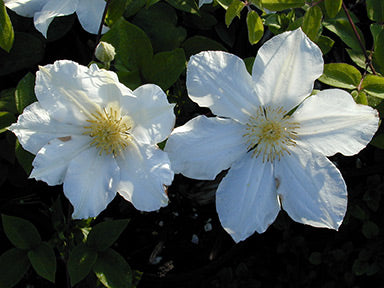 Toki Clematis