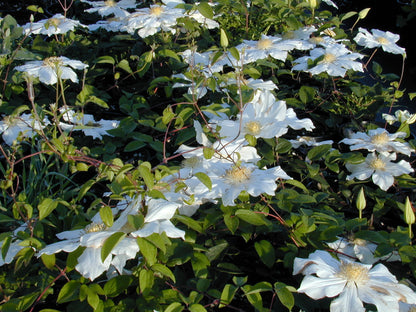 Toki Clematis