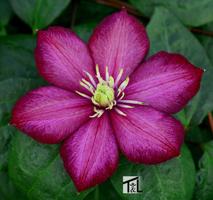 Clematis 'Ville de Lyon'